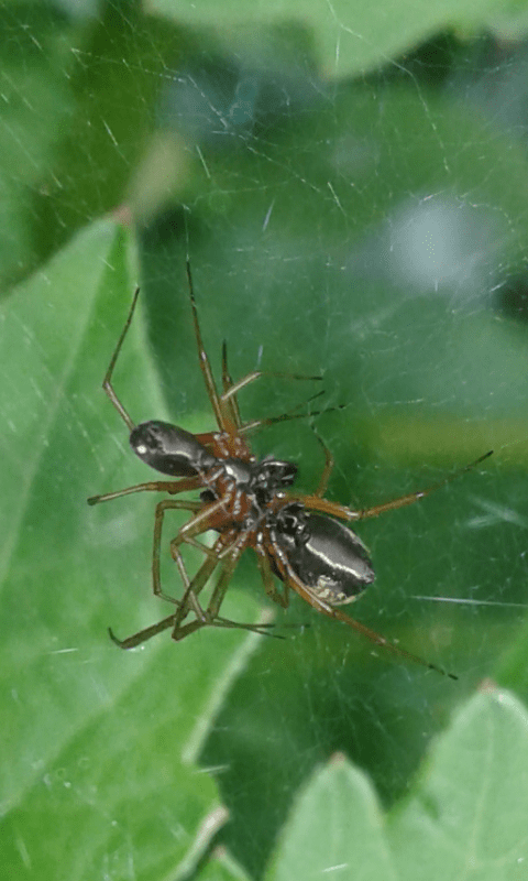 Accoppiamento Frontinella frutetorum - Prov. PD